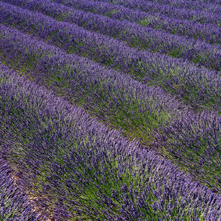 Lavender in an open field, on the Valensole  Plain, Provence