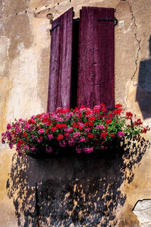Flowers in Feltre