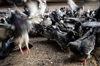Pidgeons