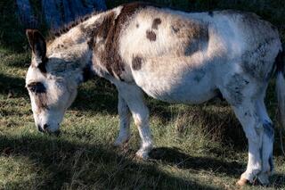 Burrows, Mascots, farm animals