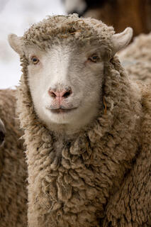 Sheep