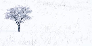 Random shapes in the snow