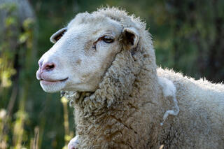 Sheep