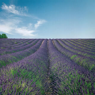 Lavender field near Riez