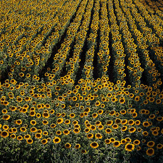 Sunflowers in Provence