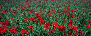 Poppies in Tuscany