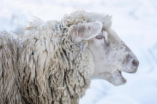 Sheep, Vermont ,Barnyard animals