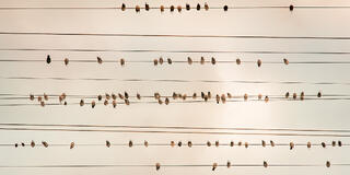 Birds on the wire