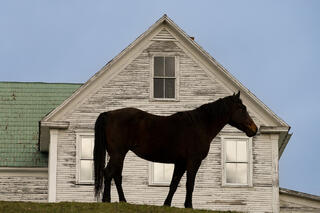 Back Beauty in Woodstock
