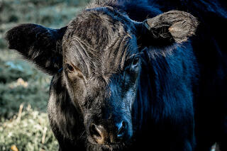Bull