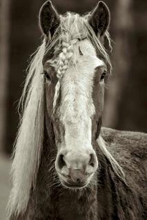 Horses, Braids , Stallions, yellow hair