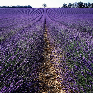 Lavender up on the valensole plain