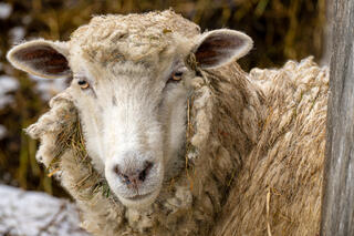 Sheep
