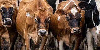 Cows