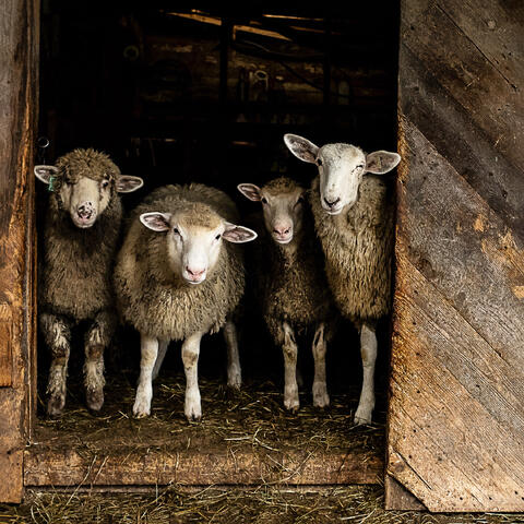 Barnyard Personalities